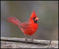 _4SB5976 norlthern cardinal